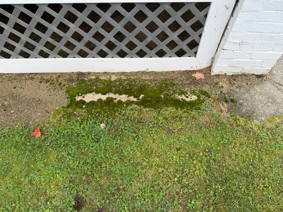 Concrete curb under the porch lattice covered in moss